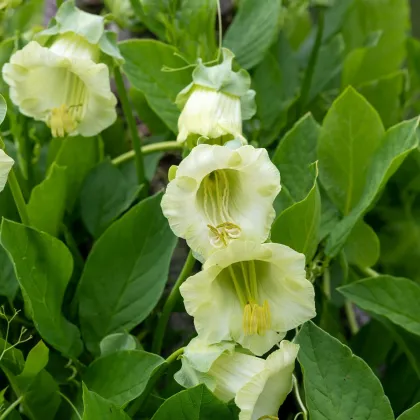 Kobea ťahavá biela - Cobaea scandens - semená - 7 ks