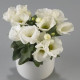 Eustoma Carmen Ivory F1 – Eustoma grandiflorum – semená eustomy – 12 ks