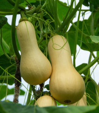 Tekvica maslová Butternut - Cucurbita moschata - semená tekvica - 6 ks ​