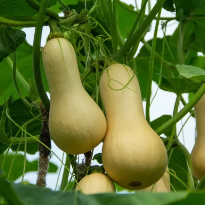 Tekvica maslová Butternut - Cucurbita moschata - semená tekvica - 6 ks ​