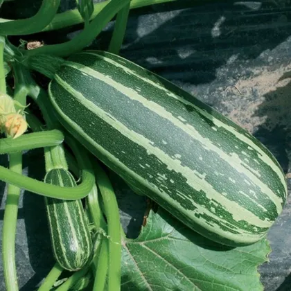 Cuketa Bush Baby F1 Marrow - Cucurbita pepo - semená cukety - 6 ks ​