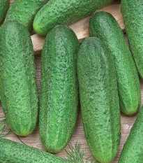 Uhorka Profi F1 - Cucumis sativus - semená uhorky - 15 ks