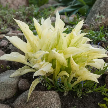 Funkia - Hosta White Feather - hľuzy funkie - 1 ks