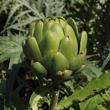 BIO Artičoka Imperial - Cynara cardunculus - bio semená artičoky - 10 ks