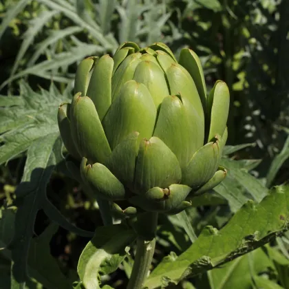 BIO Artičoka Imperial - Cynara cardunculus - bio semená artičoky - 10 ks