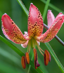 Ľalia Martagon Manitoba - Lilium martagon - cibuľoviny - 1 ks