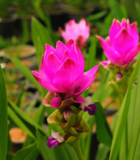 Kurkuma ružová - Curcuma alismatifolia - hľuza kurkumy - 1 ks