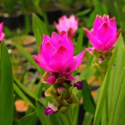 Kurkuma ružová - Curcuma alismatifolia - hľuza kurkumy - 1 ks