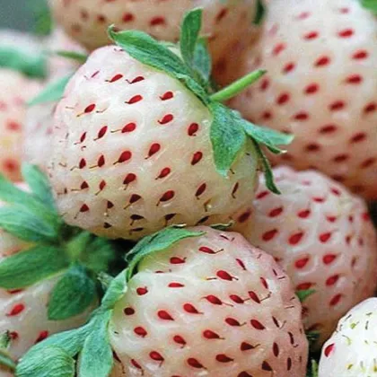 Jahoda Pineberry - Fragaria ananassa - voľnokorenné sadenice jahôd - 2 ks