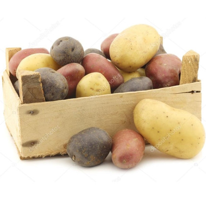 Sadbové zemiaky - 4 druhy - Solanum tuberosum - 12 ks