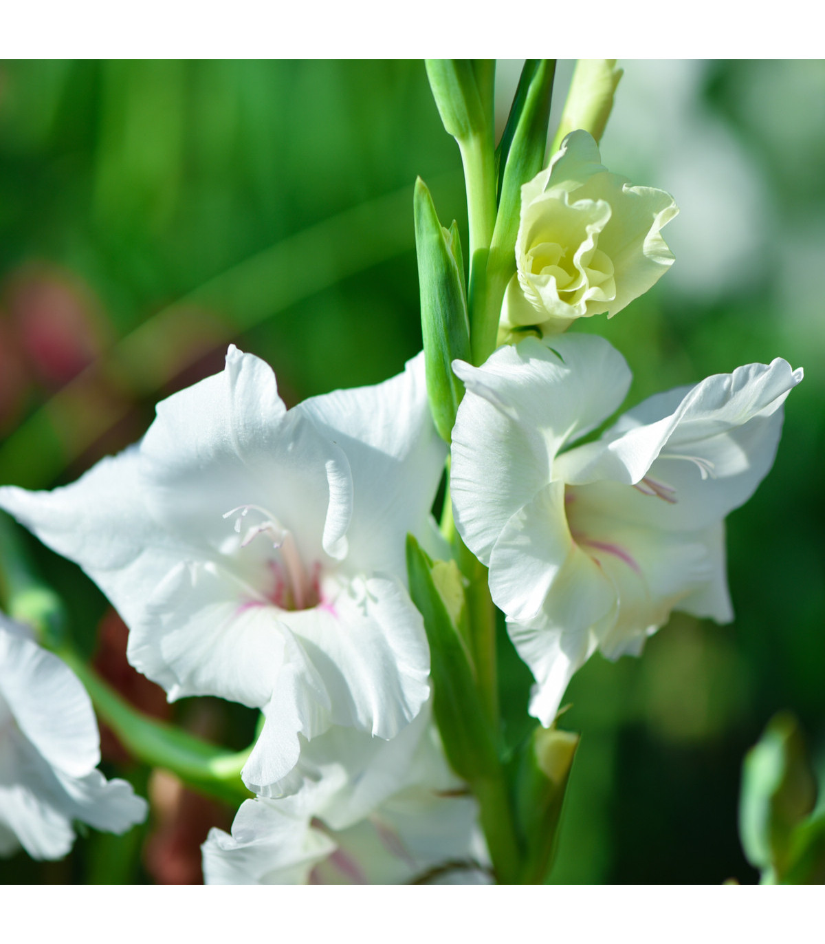 Gladiola biela - Gladiolus White Prosperity - gladioly - hľuzy gladioly - 3 ks