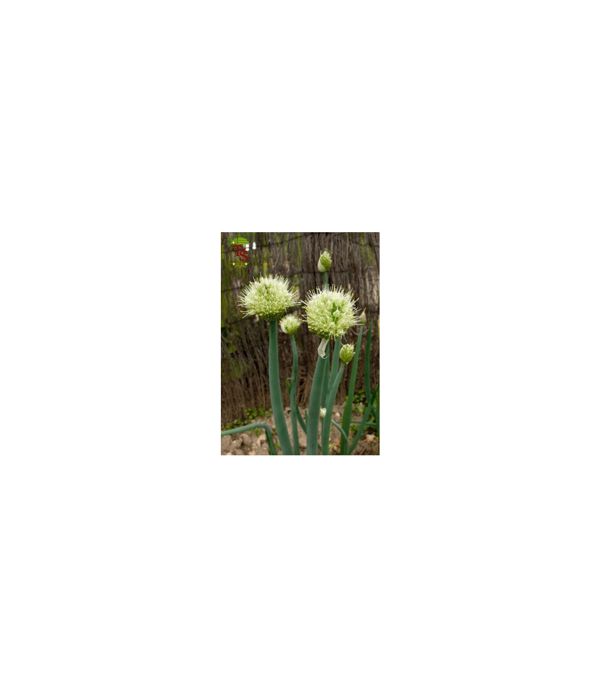 Cibuľa zimná - Allium fistulosum L. - semená cibule - 1 g