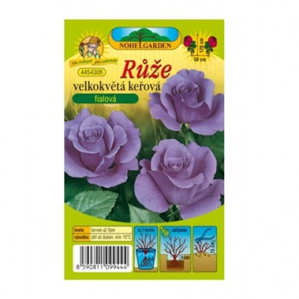 Ruža veľkokvetá kríčková fialová - Rosa - voľnokorenné sadenice ruží - 1 ks