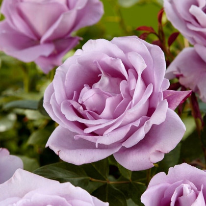 Ruža veľkokvetá pnúca fialová - Rosa - prostokorenené sadenice ruže - 1 ks
