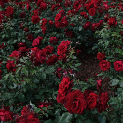 Ruža veľkokvetá kríková tmavočervená - Rosa - jednoducho korenené sadenice ruže - 1 ks