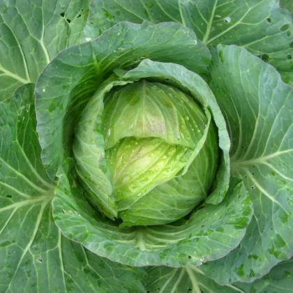 Kel hlávkový Predzvesť - Brassica oleracea var. Sabauda - semená kelu - 100 ks