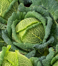 Kel hlávkový Blistra F1 - Brassica oleracea - semená kelu - 35 ks