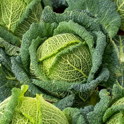 Kel hlávkový Blistra F1 - Brassica oleracea - semená kelu - 35 ks