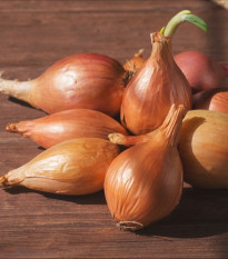 Cibuľa sadzačka Birnformige - Allium cepa - cibuľky - 500 g