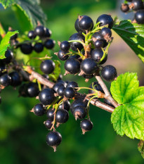 Ríbezle čierne - Ribes sylvestre - jednoducho korenené sadenice ríbezlí - 1 ks