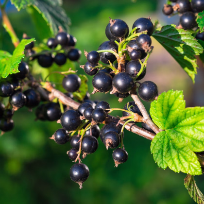 Ríbezle čierne - Ribes sylvestre - jednoducho korenené sadenice ríbezlí - 1 ks