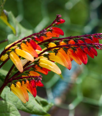 Povojník laločnatý Jungle Queen - Ipomoea lobata - semená povojnice - 15 ks