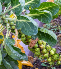 BIO Kel ružičkový Groninger - Brassica oleracea - semená kelu - 50 ks