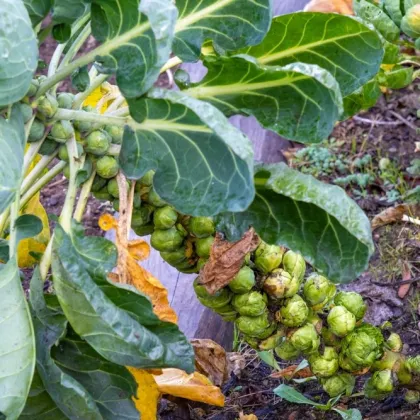 BIO Kel ružičkový Groninger - Brassica oleracea - semená kelu - 50 ks