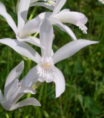 Orchidea vzpriamená biela - Bletilla striata albumu - hľuzy orchidey - 1 ks