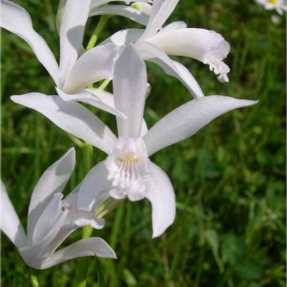 Orchidea vzpriamená biela - Bletilla striata albumu - hľuzy orchidey - 1 ks
