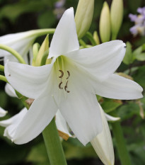 Krinum Powellii biely - Crinum Powellii album - cibuľa krínu - 1 ks