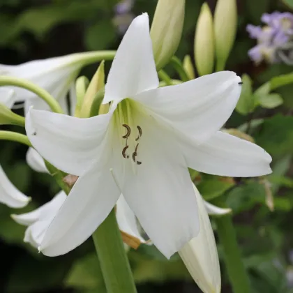 Krinum Powellii biely - Crinum Powellii album - cibuľa krínu - 1 ks