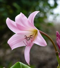 Krinum Powellii ružový - Crinum Powellii rosea - cibuľa krínu - 1 ks