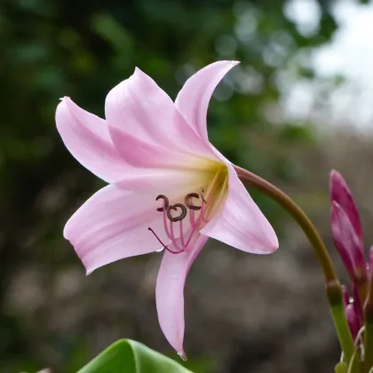 Krinum Powellii ružový - Crinum Powellii rosea - cibuľa krínu - 1 ks