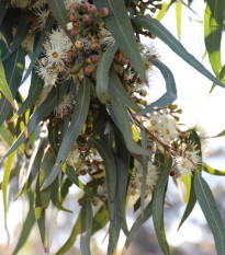 Eukalyptus Lemon Bush - Blahovičník - Eucalyptus gunnii - semená eukalyptu - 10 ks