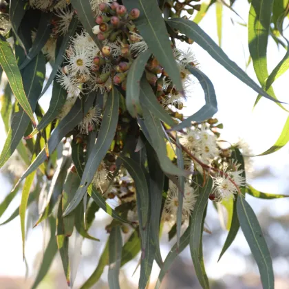 Eukalyptus Lemon Bush - Blahovičník - Eucalyptus gunnii - semená eukalyptu - 10 ks