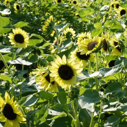 BIO Slnečnica Primrose - Helianthus annuus - bio semená slnečnice - 10 ks