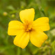 BIO Aksamietnica tenkolistý Lemon Gem - Tagetes tenuifolia - bio semená aksamietnice - 0,02 g