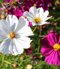 BIO Krasuľka zmes farieb - Cosmos bipinnatus - bio semená krasuľky - 20 ks