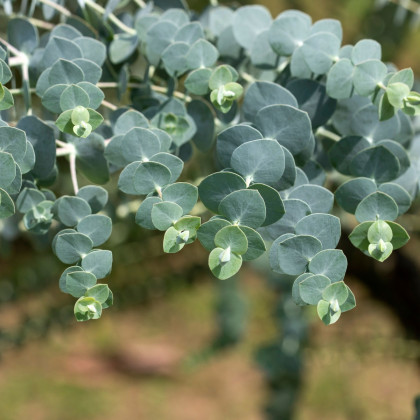 Eukalyptus Baby Blue - Eukalyptus pulverulenta - semená eukalyptu - 8 ks