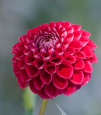 Georgína Glow - Dahlia - hľuzy georgíny - 1 ks