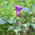 Durman metelový Double Purple - Datura metel - semená durmanu - 5 ks