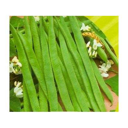 Fazuľa kolíková biela - Phaseolus vulgaris - predaj semien - 2 gr