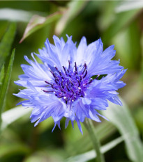 Nevädza modrá - Centaurea cyanus - semená nevädze - 30 ks