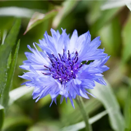 Nevädza modrá - Centaurea cyanus - semená nevädze - 30 ks