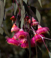 Eukalyptus caesia Magna - Blahovičník - Eucalyptus caesia - semená eukalyptu - 10 ks