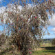 Eukalyptus caesia Magna - Blahovičník - Eucalyptus caesia - semená eukalyptu - 10 ks