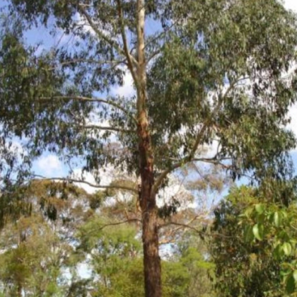 Eukalyptus vajcovitolistý - Eucalyptus ovata - semená eukalyptu - 10 ks