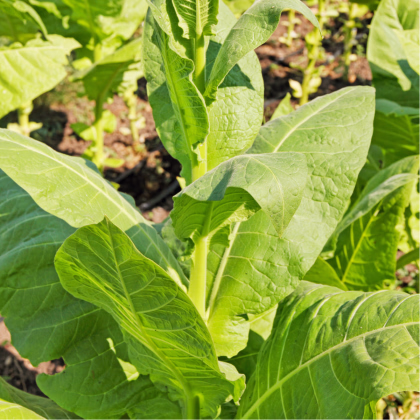 Tabak Madole - Nicotiana tabacum - semená tabaku - 20 ks