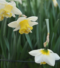 Narcis Popeye - Narcissus - cibuľa narcisu - 3 ks